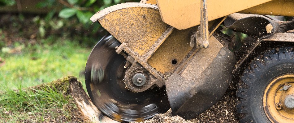 Stump being grinded down in Encinitas, CA.