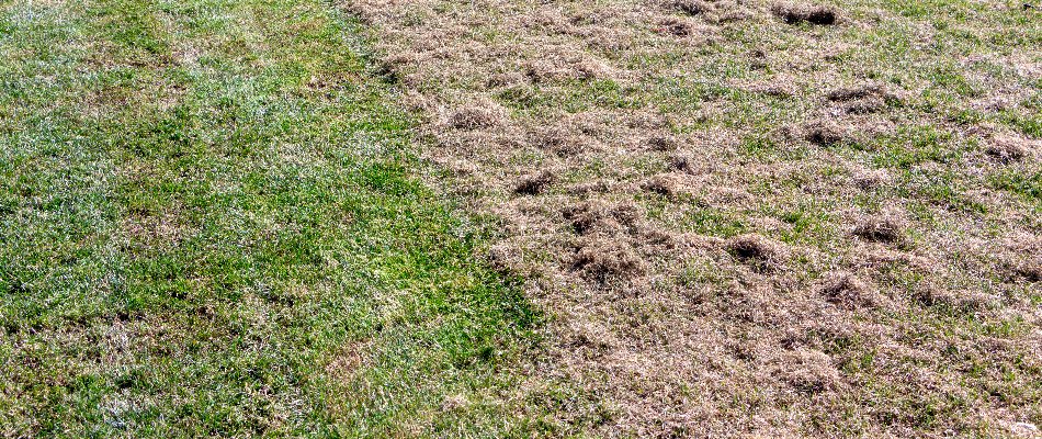 Loose thatch on a lawn in Austin, TX.