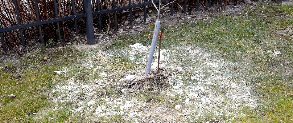 Lime treatment on a lawn in Lititz, PA, surrounding a new tree.