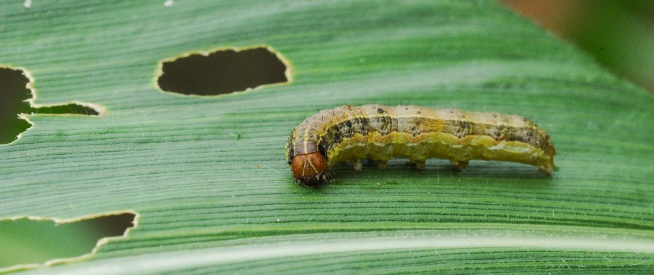 Armyworm crawling on a blade of grass in The Villages, FL.
