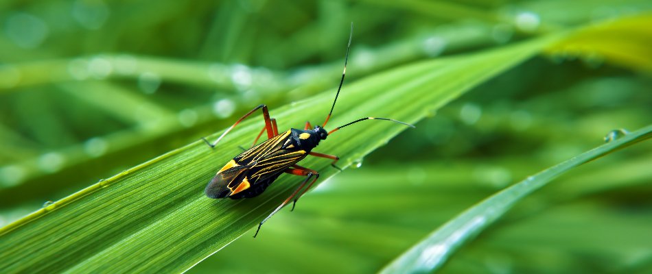 Black and yellow chinch bug on a blade of grass in The Villages, FL.