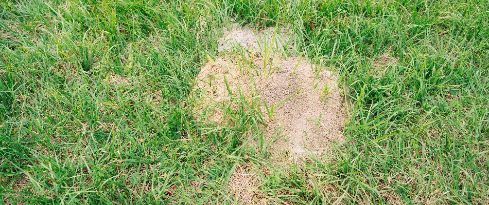 Lawn in Miramar, FL, with a fire ant mound without a center hole.