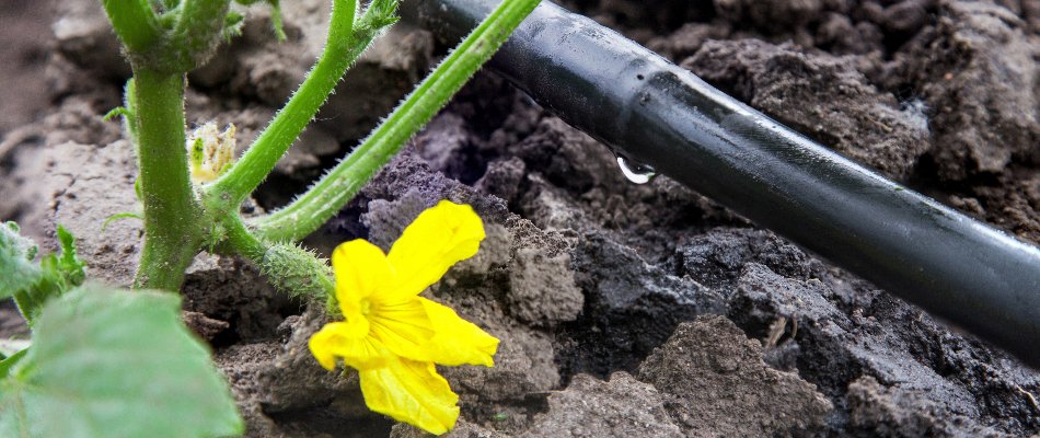 Drip irrigation line along the soil near a yellow flower in Las Cruces, NM.