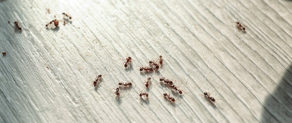 Ants on the floor of a home in Mansfield, OH.