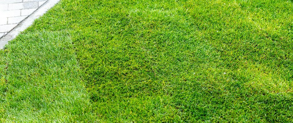 Sod in Huntsville, AL, with vibrant, green grass.
