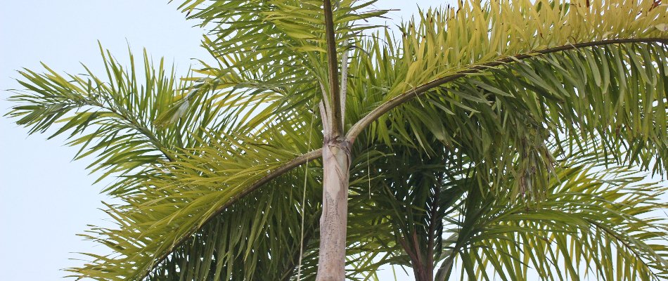 Closeup of palm fronds on a tree in The Villages, FL.