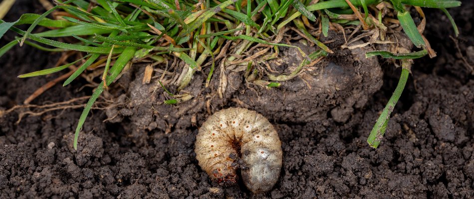 Grub in the soil under grass on a property in Delaware, OH.