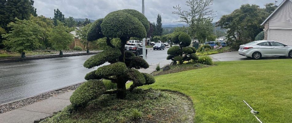 Uniquely shaped shrub in a front yard after trimming in Portland, OR.