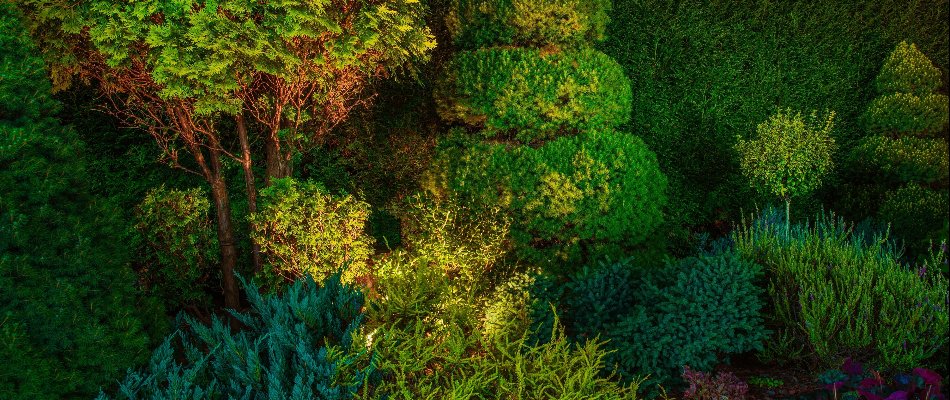 Uplighting technique on lush shrubs in a landscape in Matthews, NC.