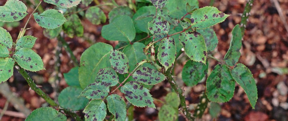 Leaf spot disease on plant leaves in Austin, TX.